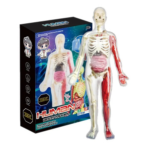 3D Human Body Model - Educational Torso for Kids, DIY Anatomy Assembly Toy with Skeleton and Organs